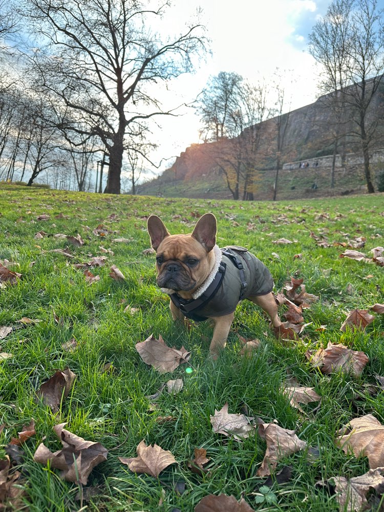 Hundetreffen-Kleine Hunde - Rhein-Sieg-Profilbild