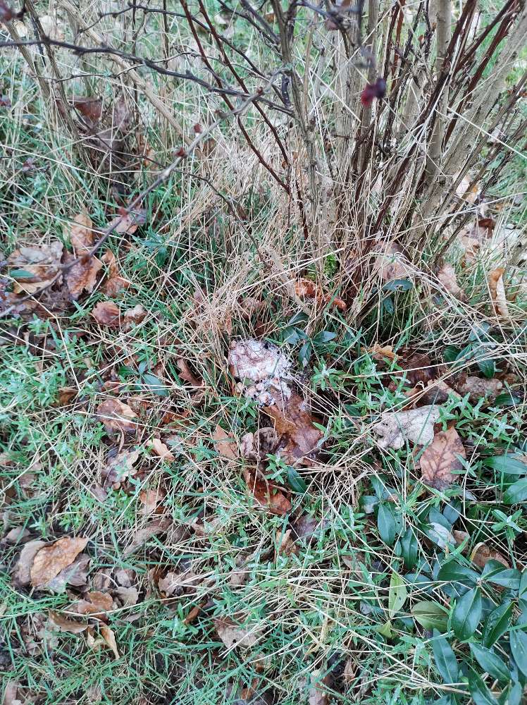 Giftköder-Essensreste, ggf Schokolade/Eis-Profilbild