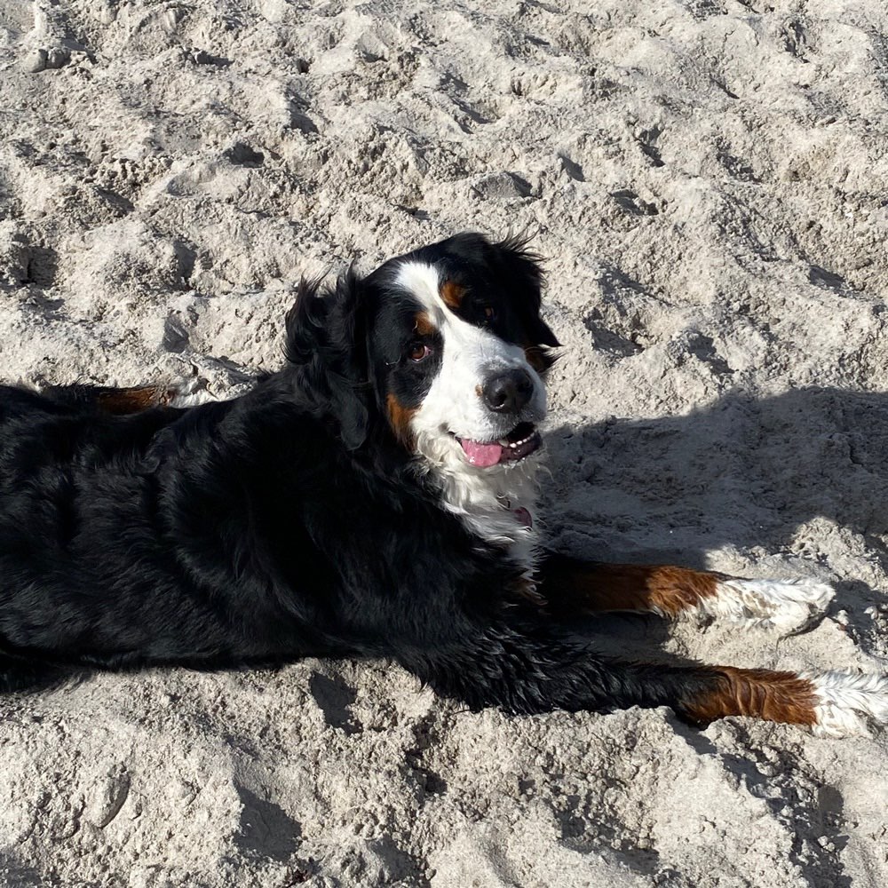 Hundetreffen-Treffen am Strand-Profilbild