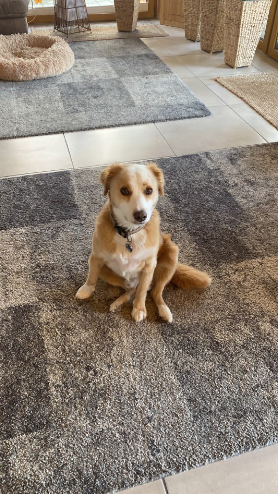 Hundetreffen-Gassirunde Bellersdorf-Profilbild