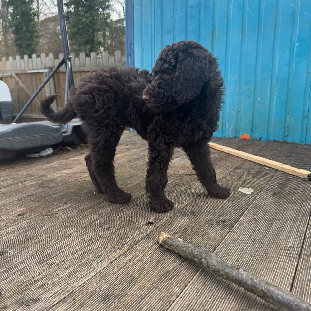 Hundetreffen-Welpentreffen-Profilbild