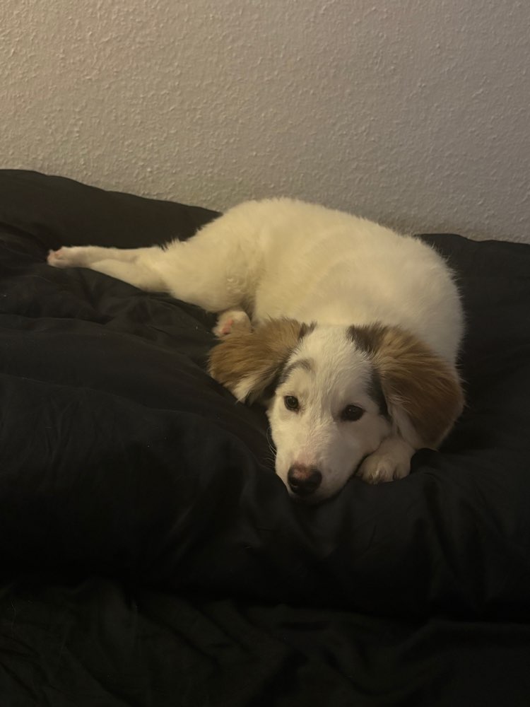 Hundetreffen-Spiel- und gerne auch Gassipartner gesucht-Profilbild