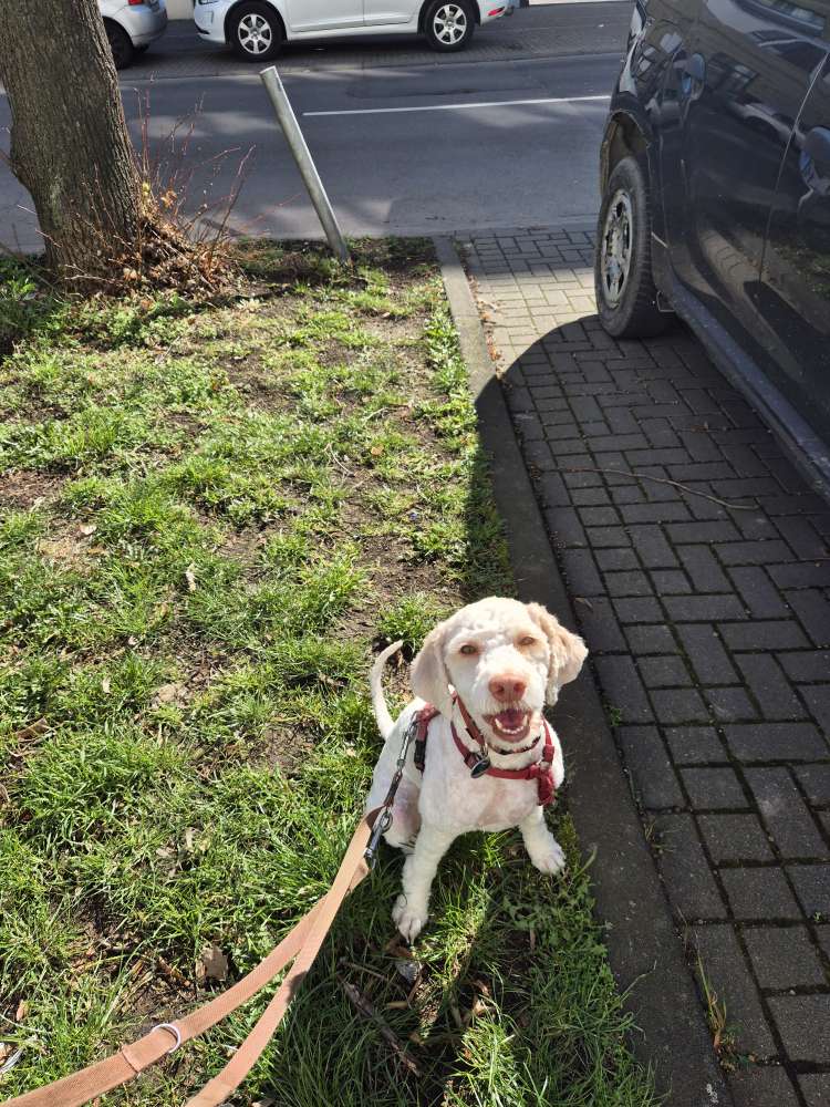 Hundetreffen-Trainings- und Gassipartner:in-Profilbild