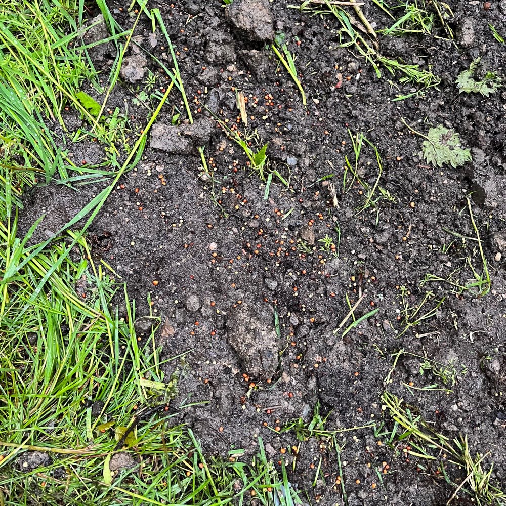 Giftköder-Doch kein Giftköder-Profilbild