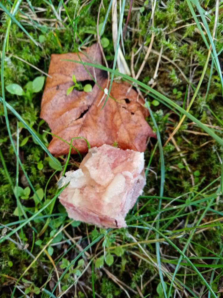 Giftköder-Ausgelegtes Fleisch-Profilbild