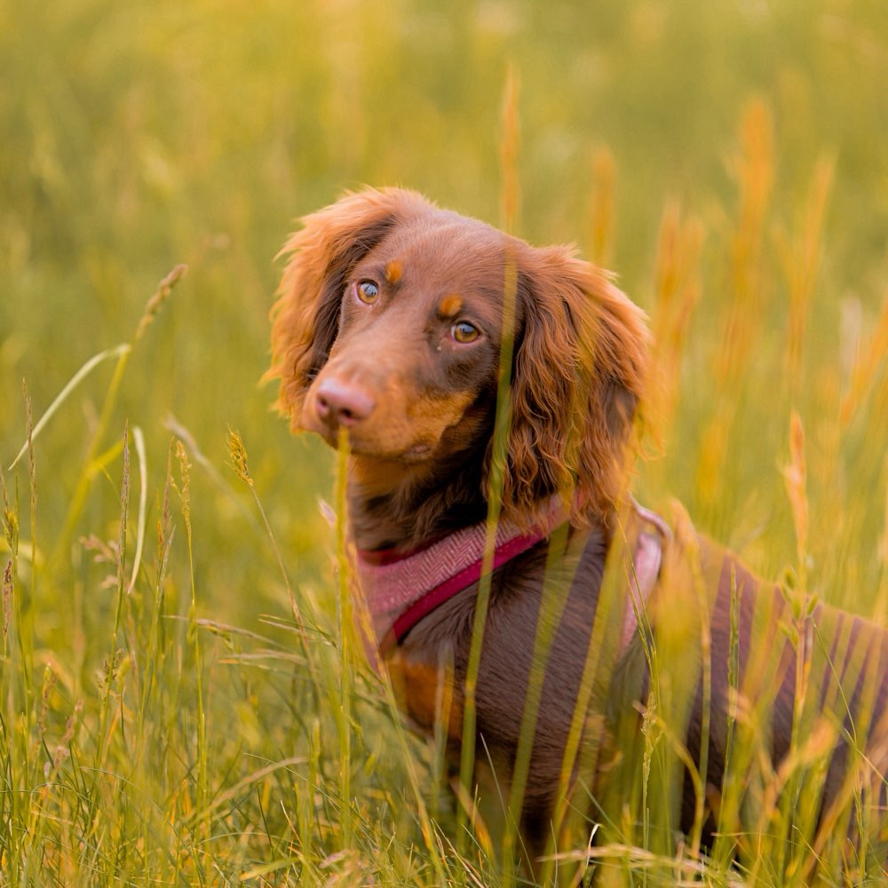 Hundetreffen-Dackeltreffen/Dackelfreunde gesucht!-Profilbild