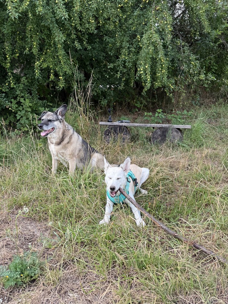 Hundetreffen-Spieltreffen-Profilbild