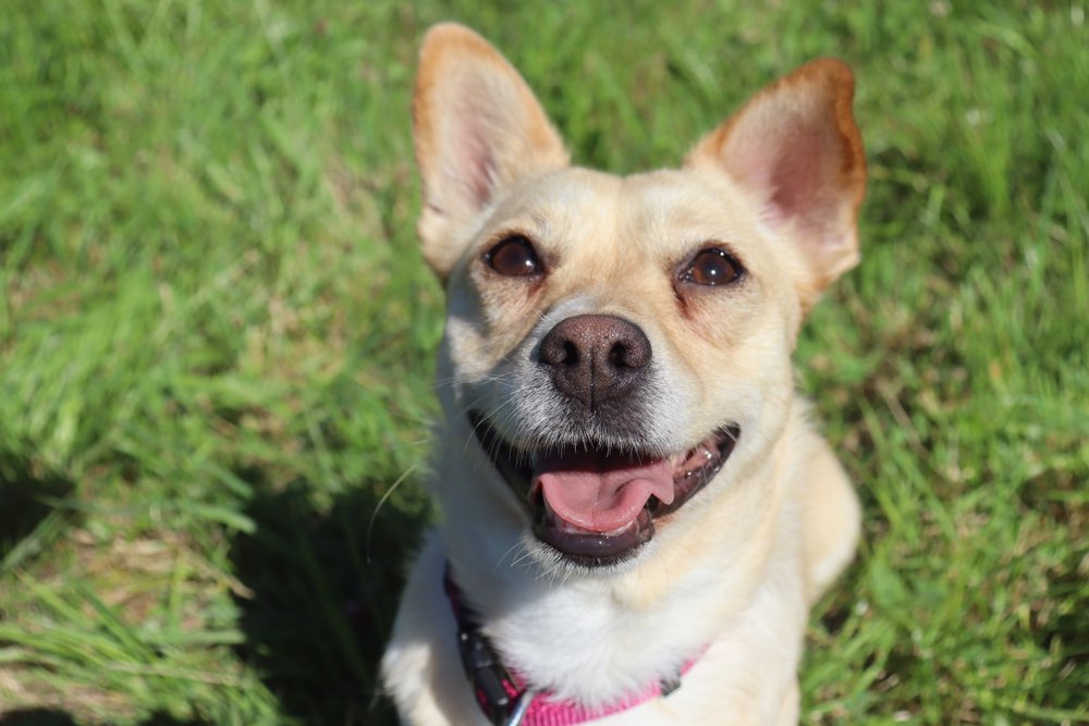 Hundetreffen-Gassifreunde gesucht-Profilbild