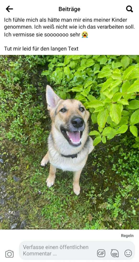 Giftköder-Hündin Frida wurde erschossen!-Profilbild