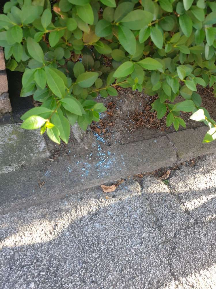 Giftköder-Blaue Körner-Profilbild