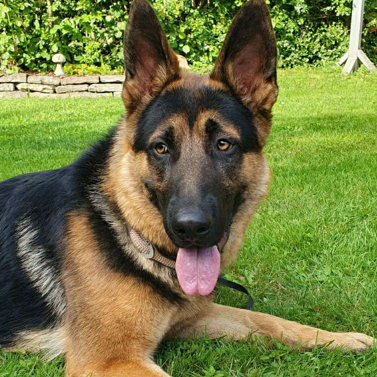 Hundetreffen-Spaziergang/spielen-Profilbild