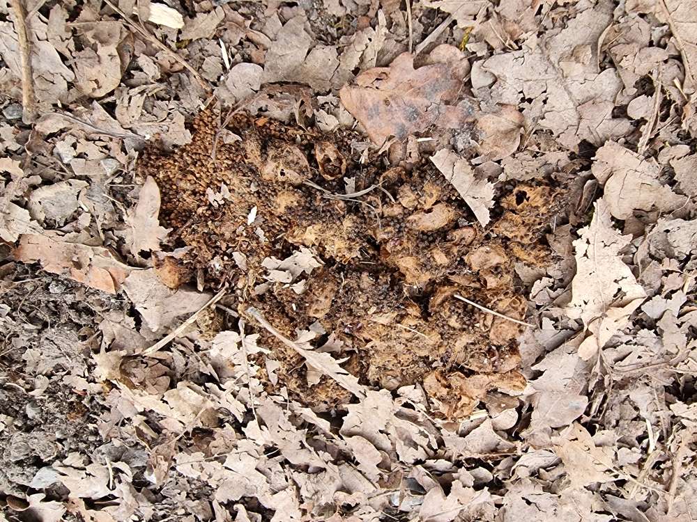 Giftköder-Eichenprozessionsspinner Gespinste-Profilbild