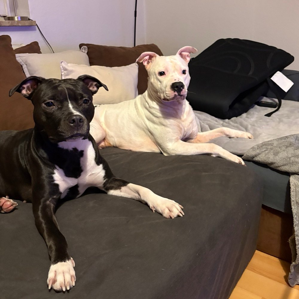 Hundetreffen-.-Profilbild