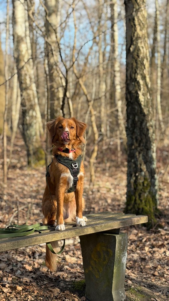 Hundetreffen-Gassi Runde mit Maple 🐶-Profilbild