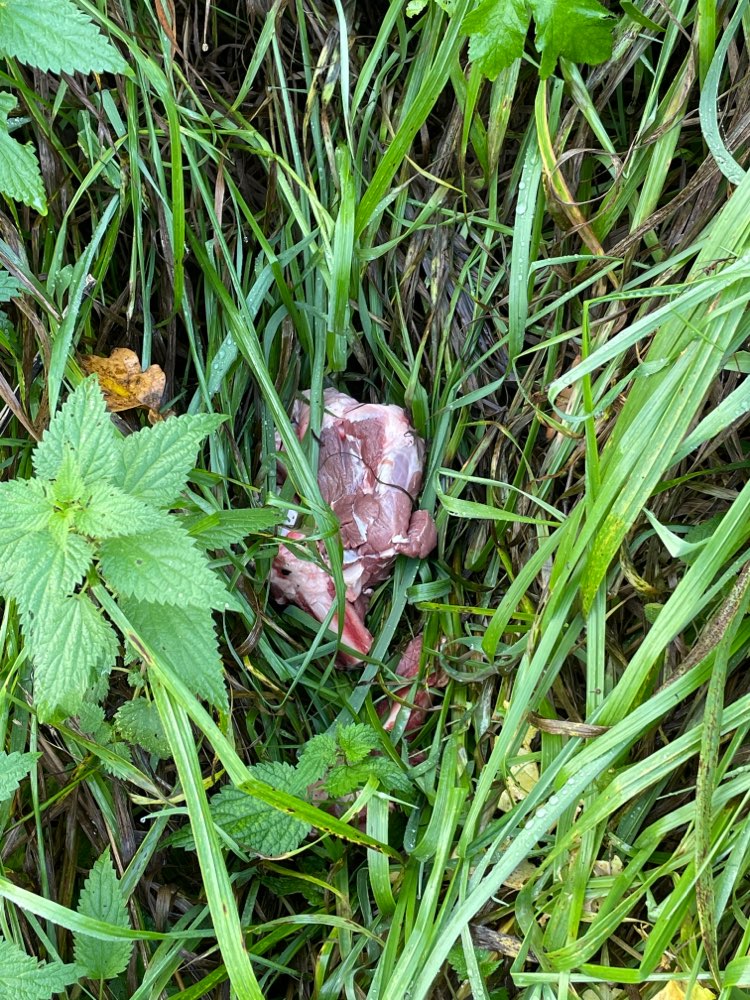 Giftköder-Fleisch im Gebüsch-Profilbild