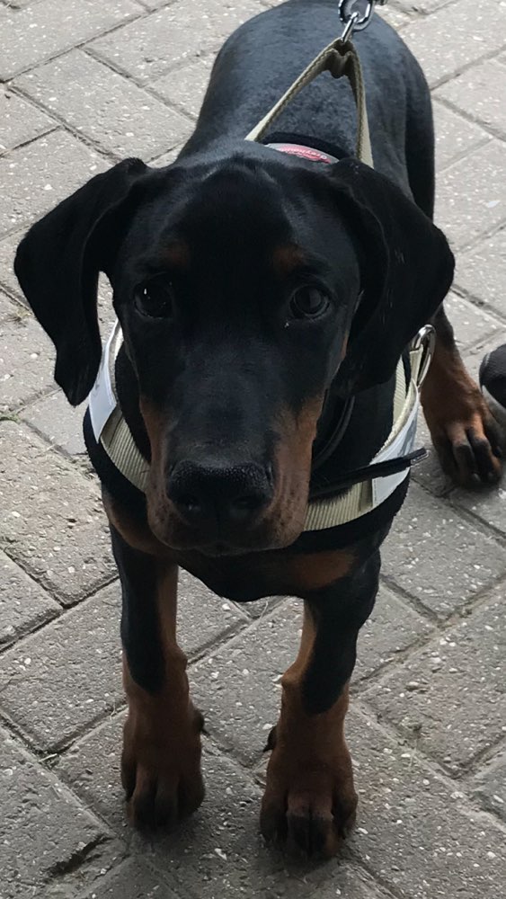Hundetreffen-Spielkameraden gesucht-Profilbild