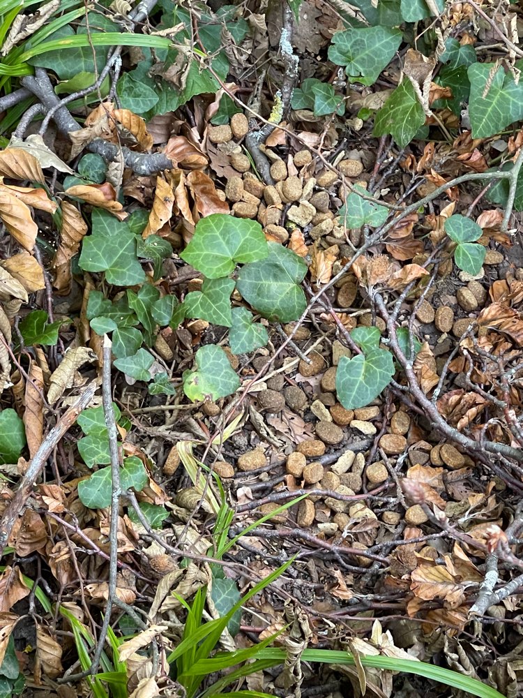 Giftköder-Möglicherweise Giftköder-Profilbild