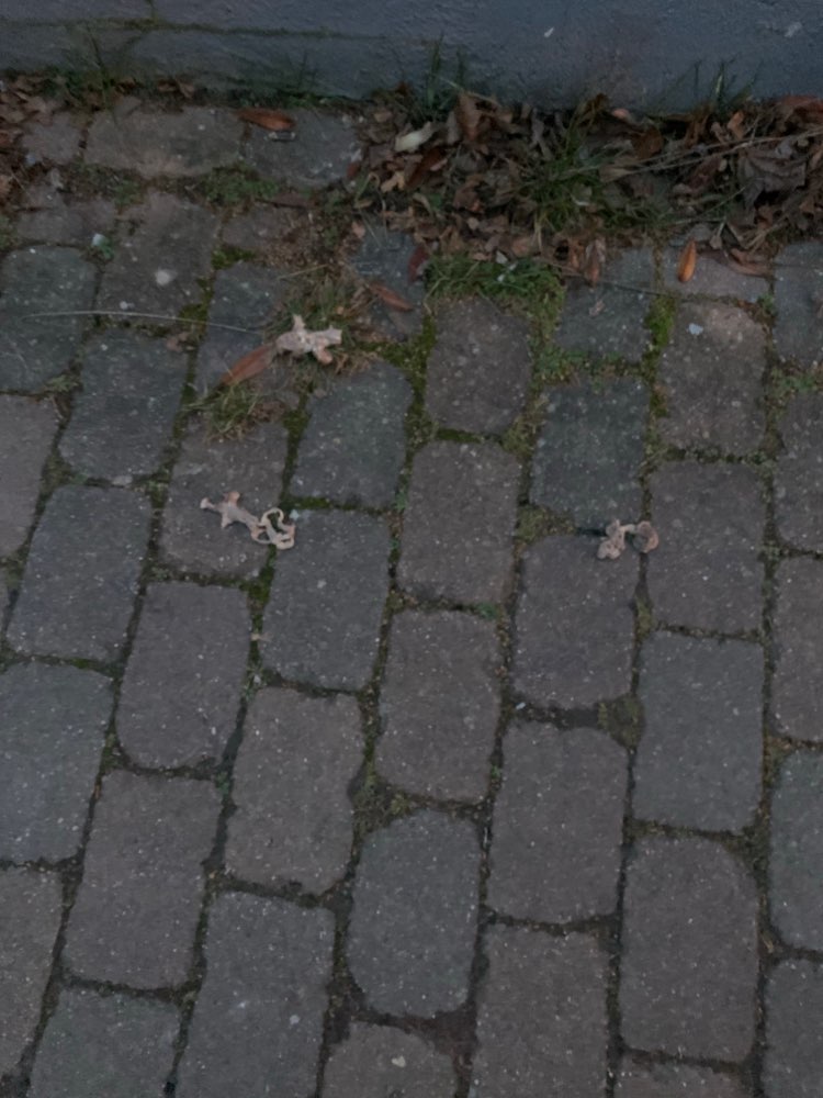 Giftköder-Fleisch- und Knochenreste-Profilbild