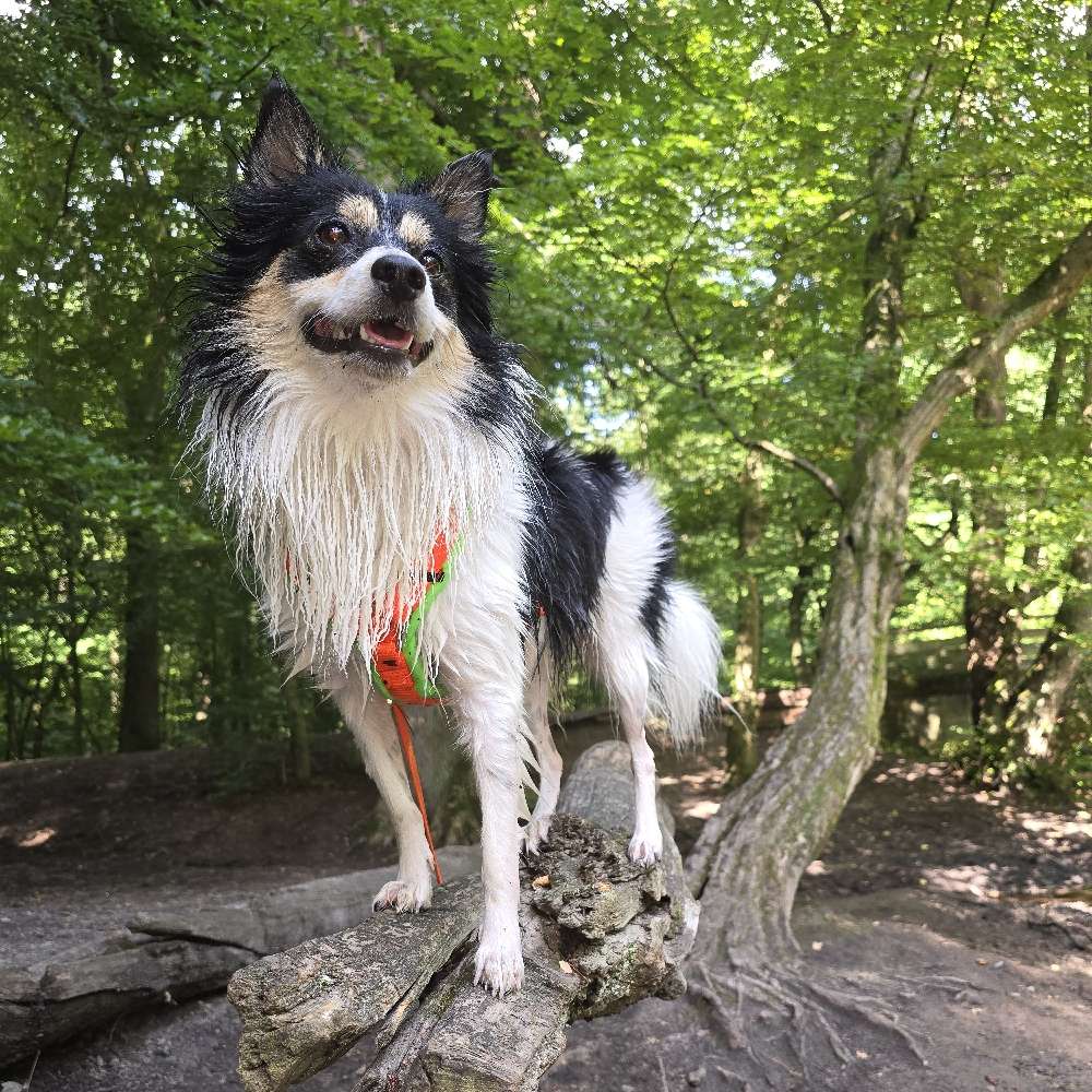 Hundetreffen-Suchen Gassi / spielstunde-Profilbild