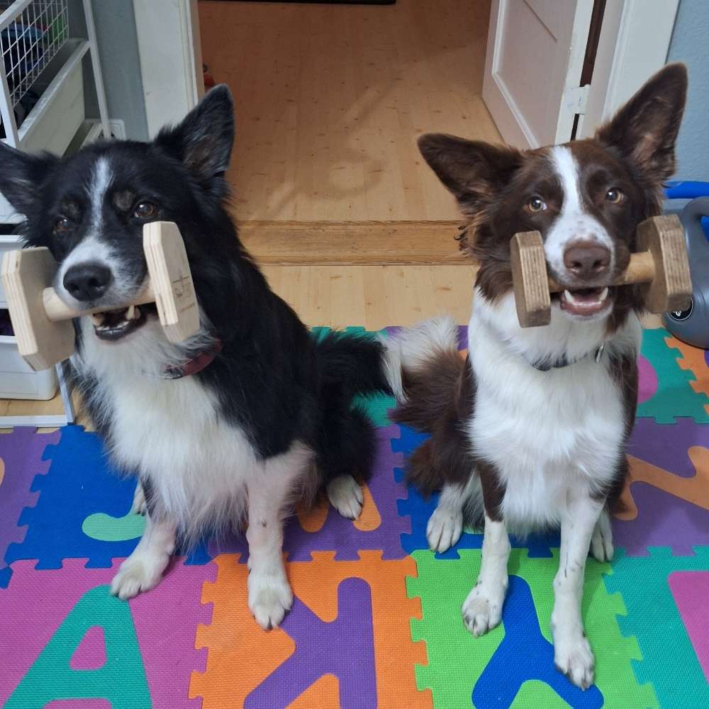 Hundetreffen-Suche Trainingspartner für Training Unterordnung o.ä.-Profilbild