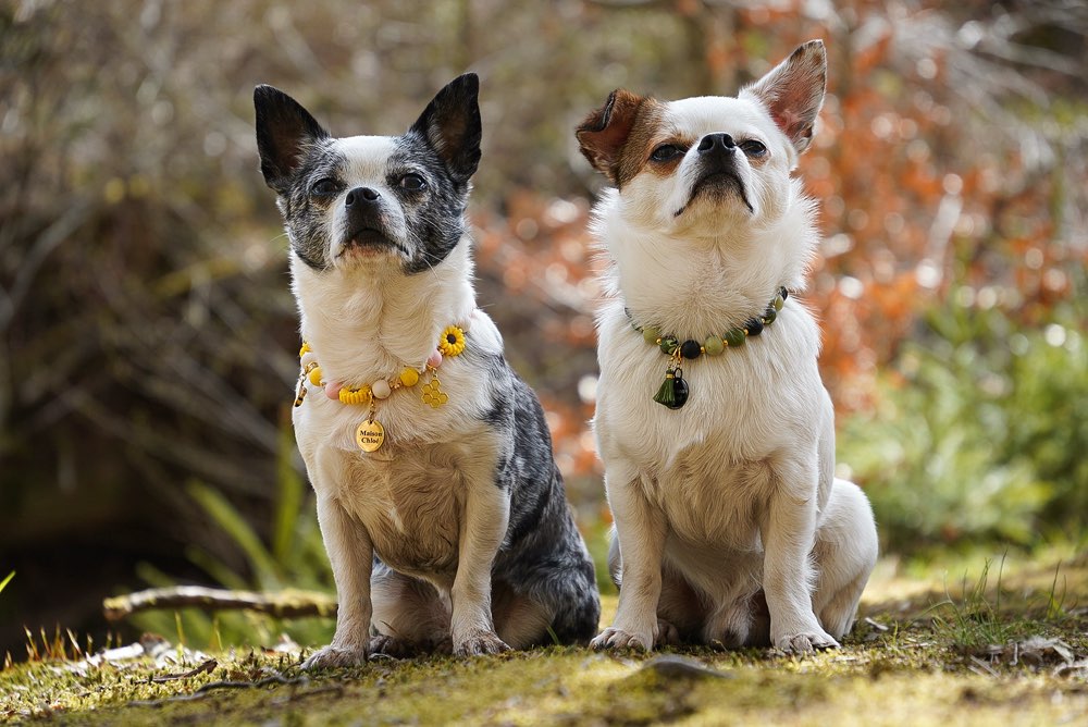 Hundetreffen-Wanderlust in Eisenach und Wartburgkreis-Profilbild