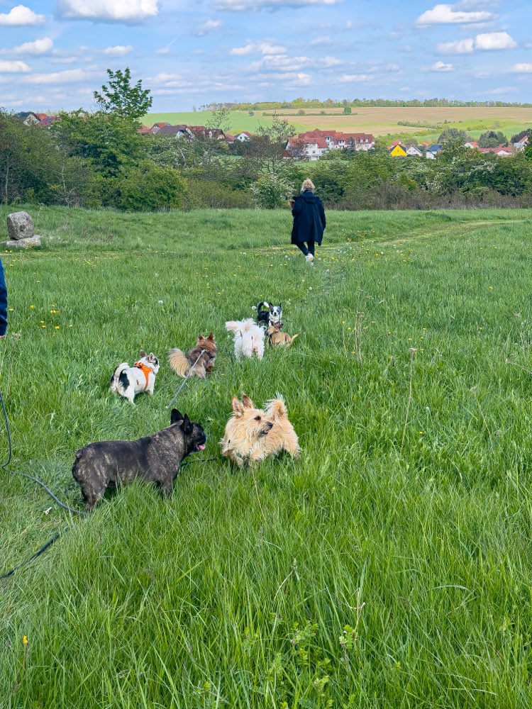 Hundetreffen-Schöne gemütliche Gassirunde und quatschen(mit WA Gruppe)-Profilbild