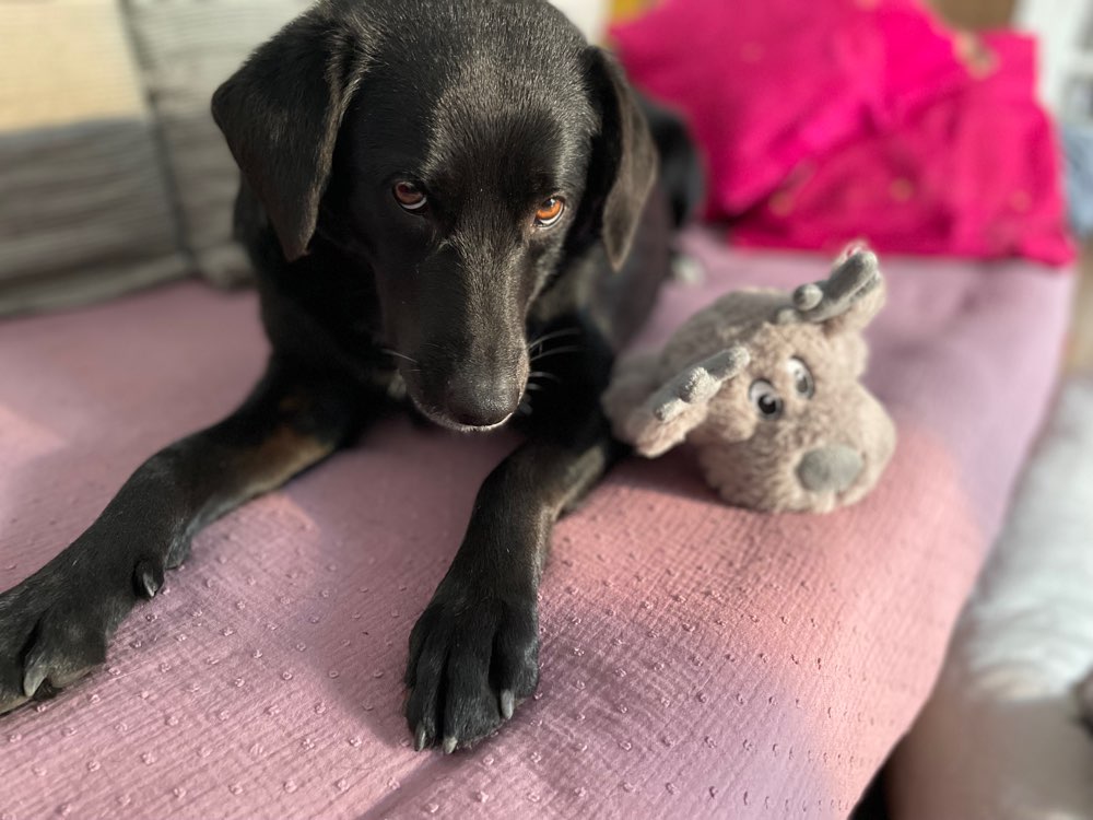 Hundetreffen-Naomi sucht Kumpel oder Kumpeline-Profilbild