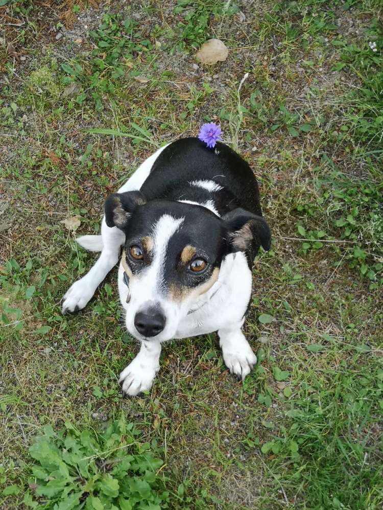 Hundetreffen-Suche Urlaubsbetreuung für Lucy, 4J. ohne Katzen im Haus-Profilbild