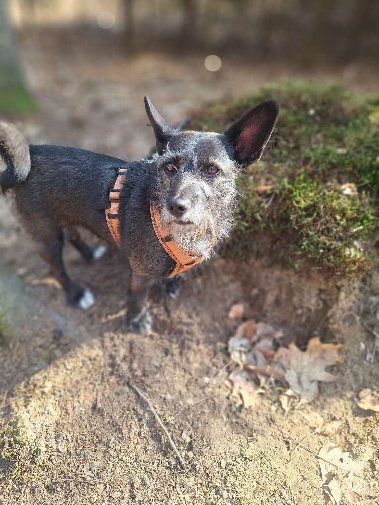 Hundetreffen-Gemeinsame Gassi-Runden-Profilbild