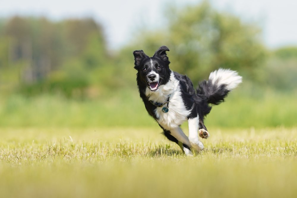 Hundetreffen-Freunde gesucht für gemeinsame Spaziergänge-Profilbild