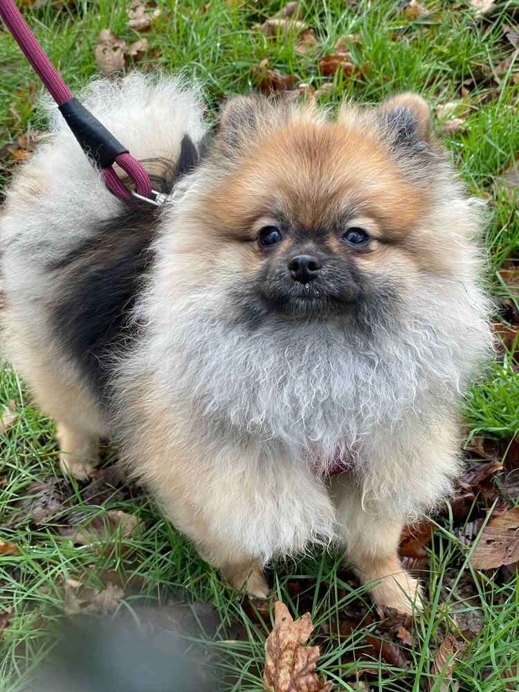 Hundetreffen-Treffen zum Spielen / Gassi gehen-Profilbild