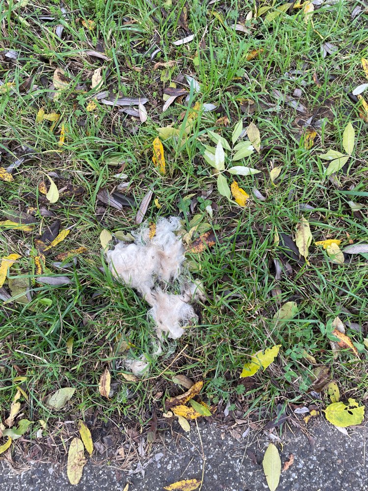 Giftköder-Rattengift-Profilbild