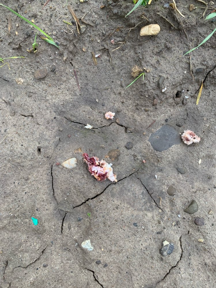 Giftköder-Essensreste.-Profilbild