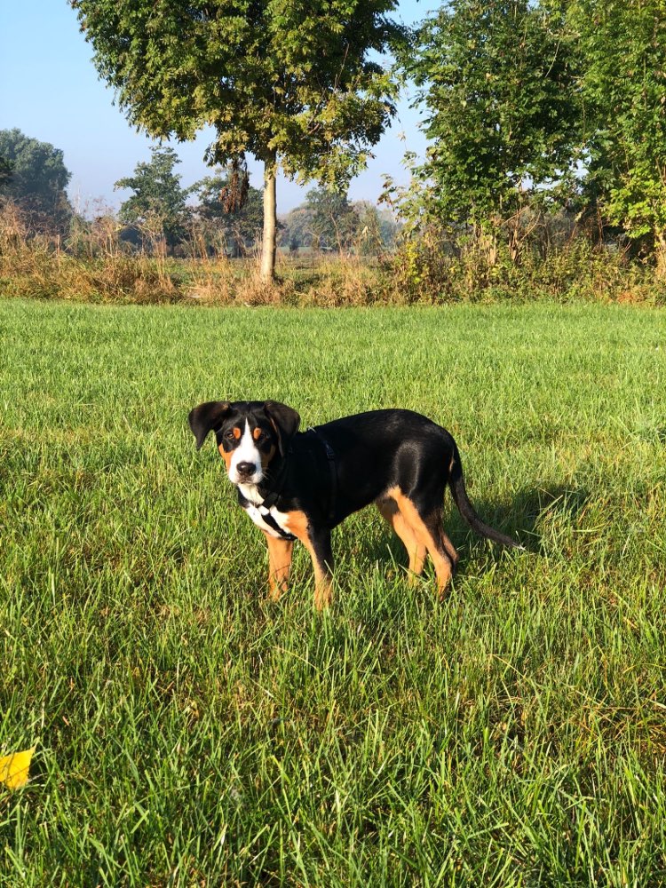 Hundetreffen-Spielrunde Kirchhain Reitplatz-Profilbild