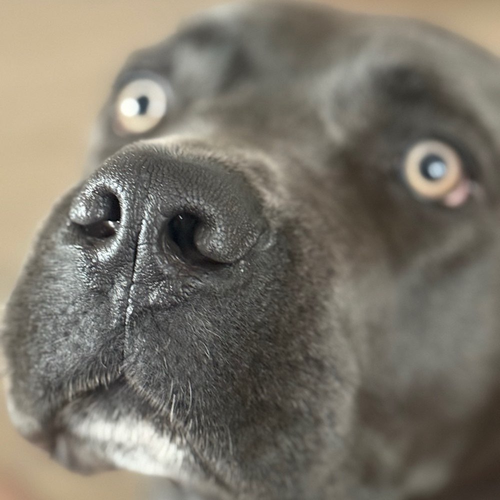 Hundetreffen-Wir suchen andere Hunde für gemeinsame Gassirunden. Schreibt uns einfach 😉-Profilbild