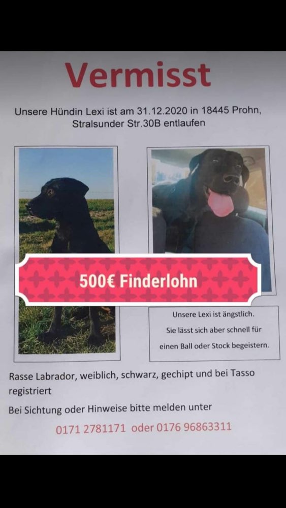 Suchmeldung-Lexi-Profilbild