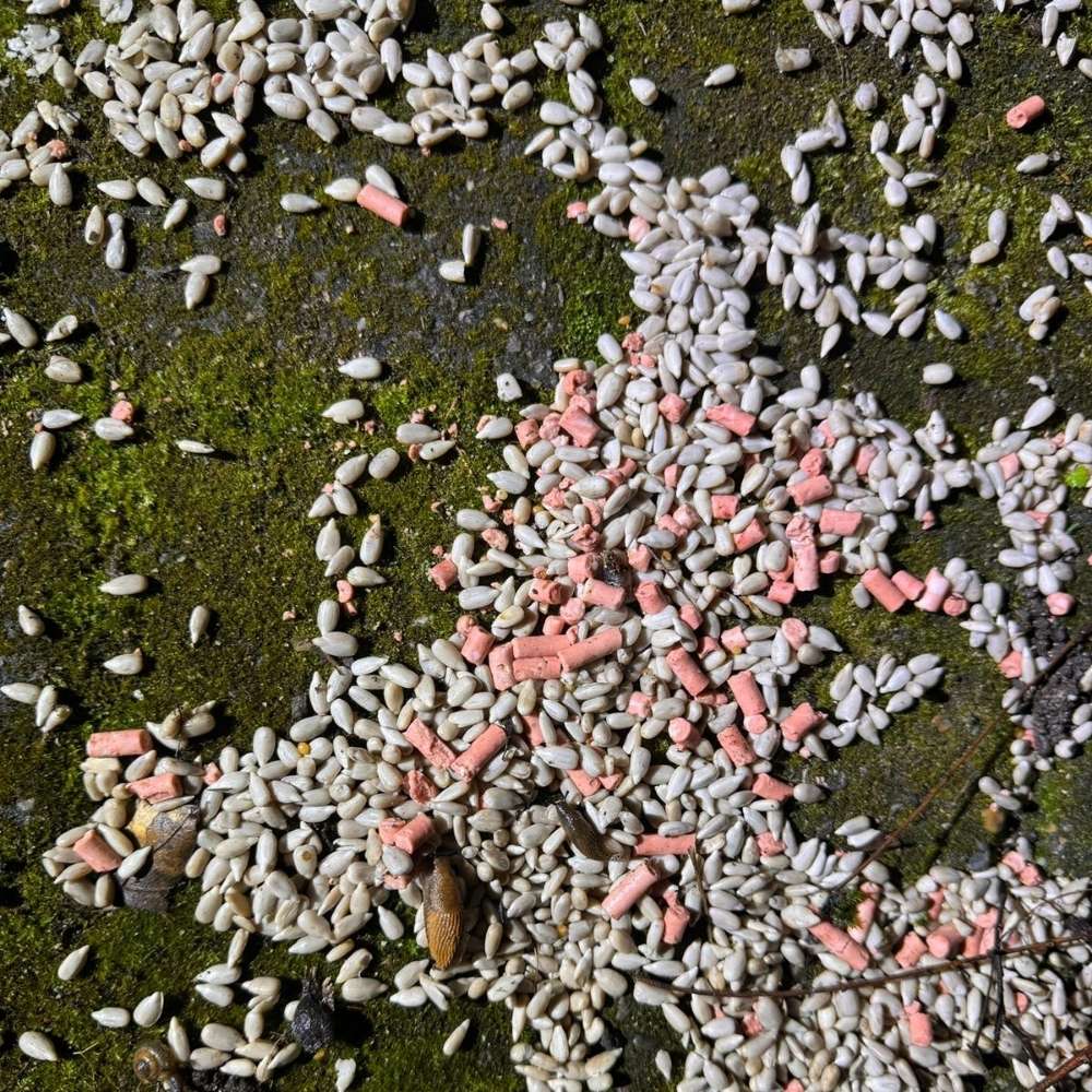 Giftköder-Giftköder Norf ?!-Profilbild