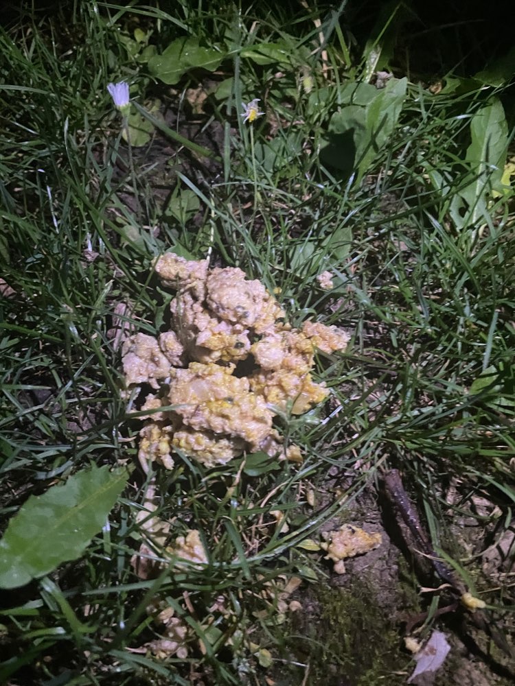 Giftköder-Vermutlicher Giftköder-Profilbild