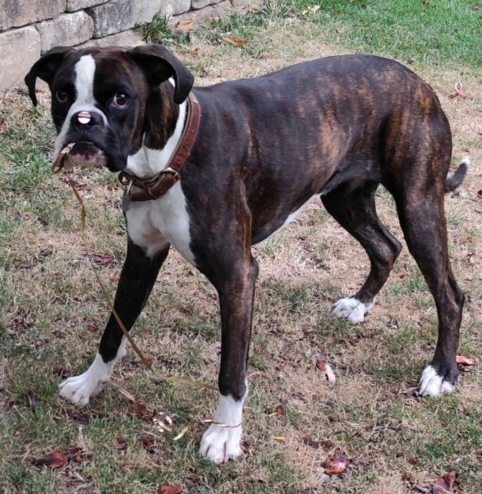 Hundetreffen-Treffen um sich etwas auszutoben-Profilbild