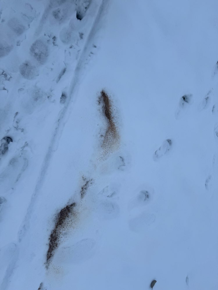 Giftköder-Futter über den gesamten Trampelpfad !-Profilbild