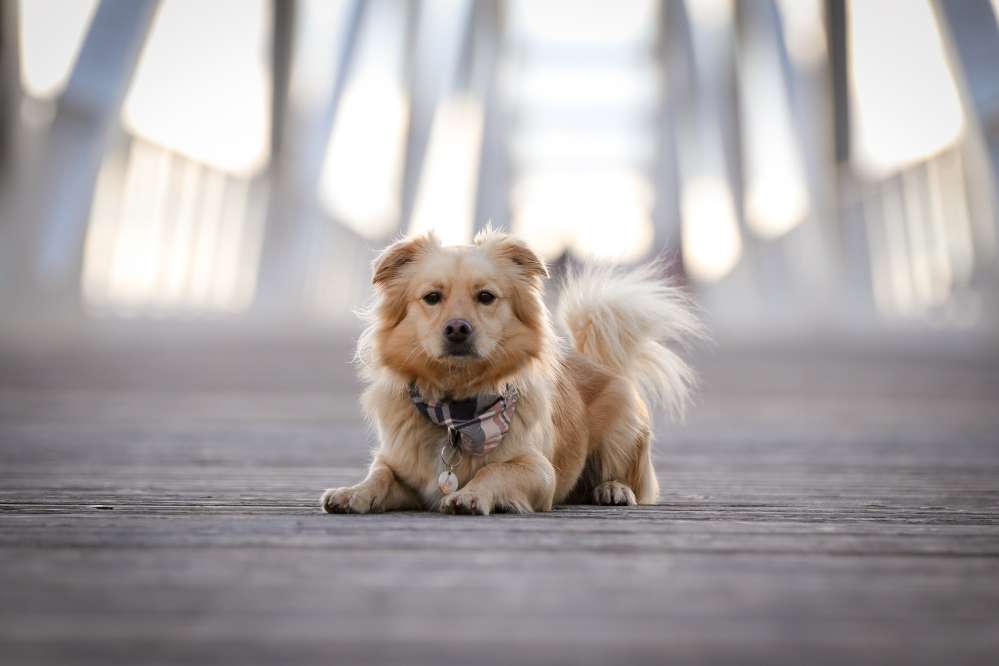 Hundetreffen-Gassi - & Spieltreffen-Profilbild