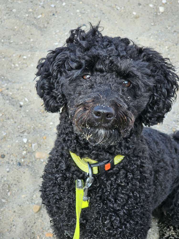 Hundetreffen-Spaziergang in den Weinbergen-Profilbild