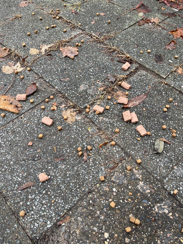 Giftköder-Giftköder in Frohnau-Profilbild