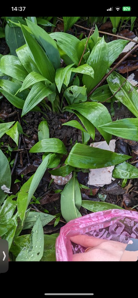 Giftköder-Schnittwurst ggf. Giftköder-Profilbild