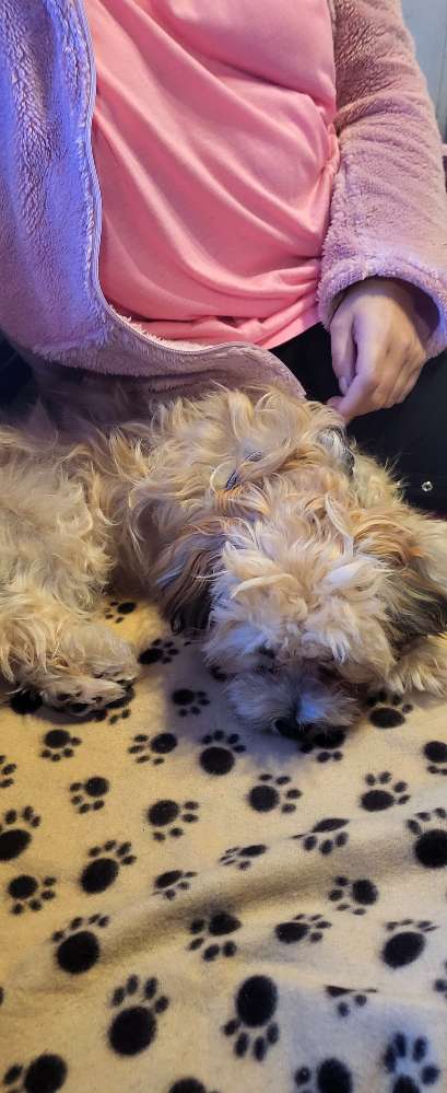 Hundetreffen-Welpentreffen-Profilbild