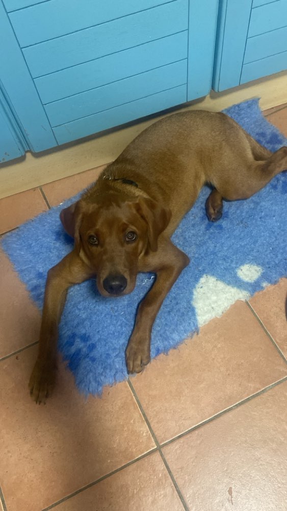 Hundetreffen-Spielkamerad/-in gesucht-Profilbild