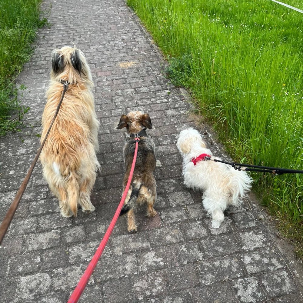 Hundetreffen-Kleinhunde Treffen🐾-Profilbild