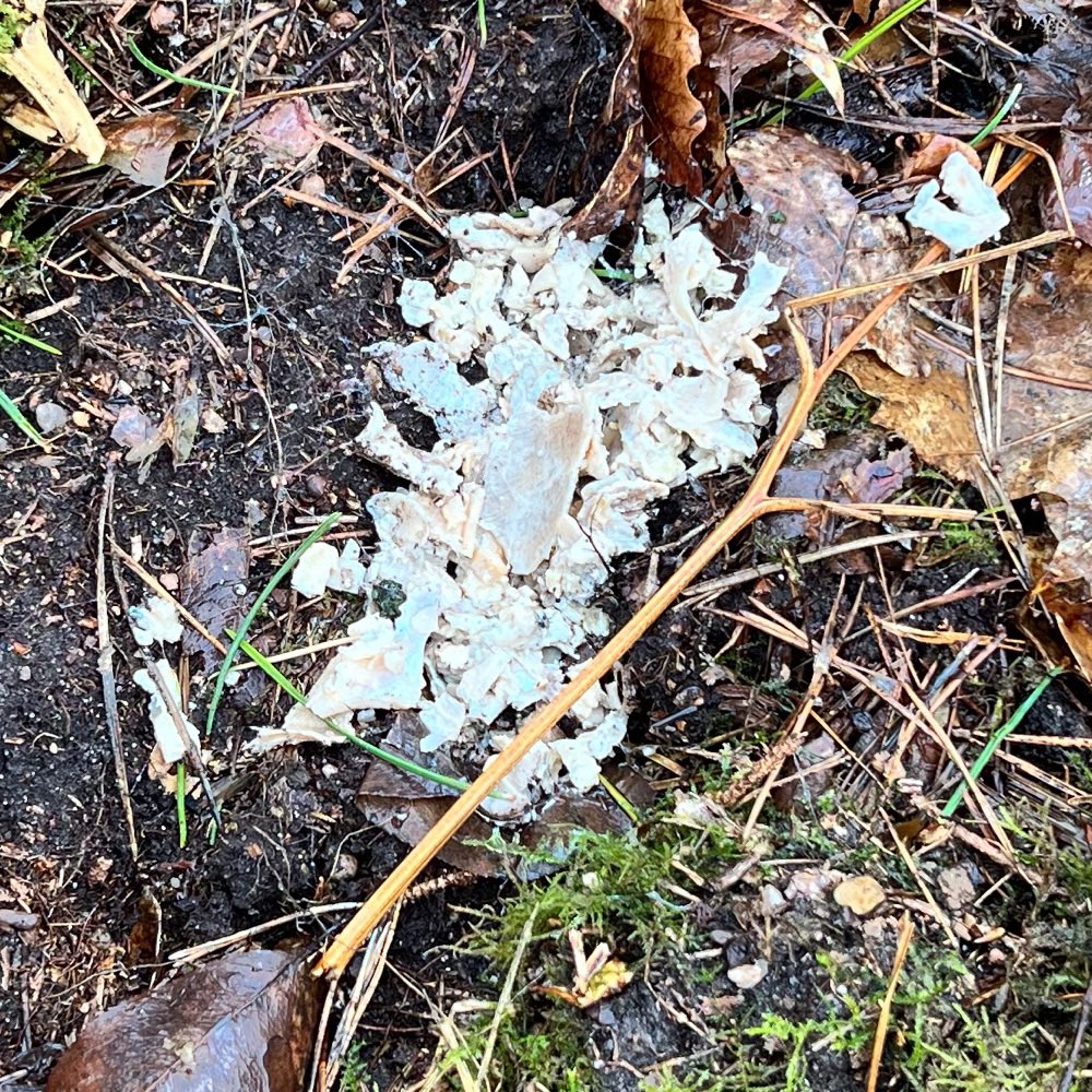 Giftköder-Wahrscheinlich Giftköder-Profilbild