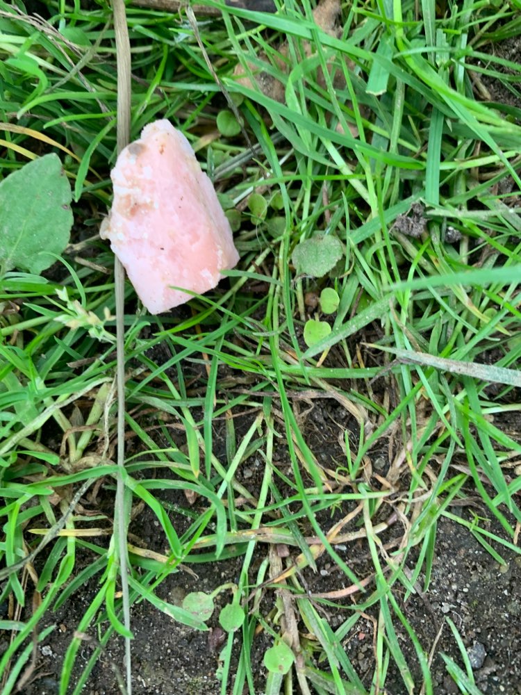 Giftköder-Giftköder am großen Eutiner See-Profilbild