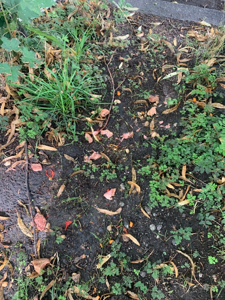 Giftköder-Viele und große Fleischreste-Profilbild